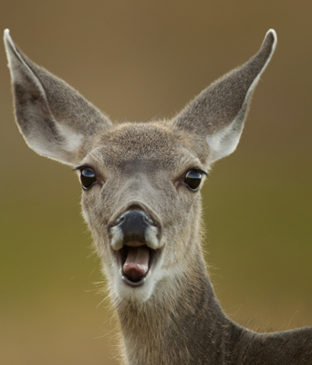 deer